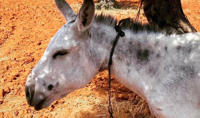 Los vecinos de Alcalá de Guadaíra salvan la vida de un burro