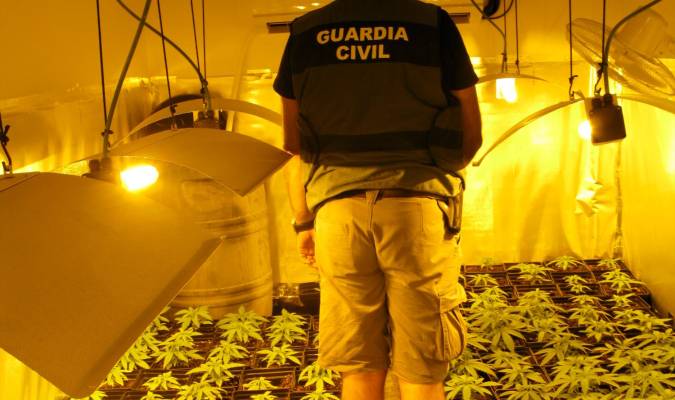 Imagen de las plantas de marihuana encontradas en Utrera. / Guardia Civil