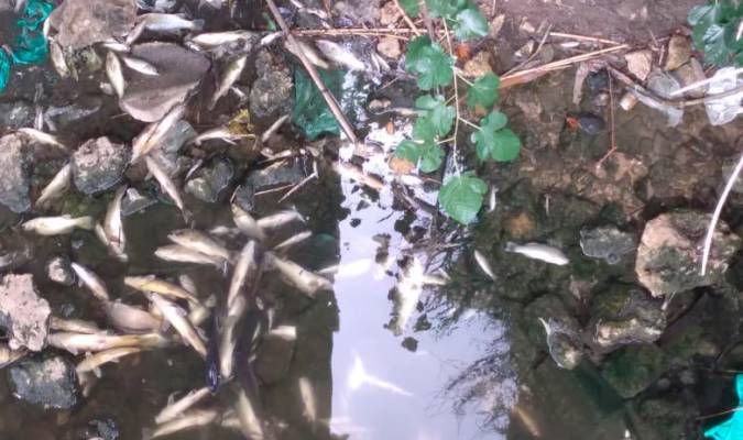 Aparecen decenas de peces muertos en el río Guadaíra