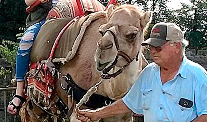 Un camello de la granja The Pumpkin Barn, en Tennessee (EEUU).