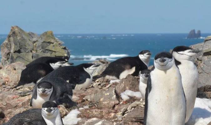 01/12/2023 Los pingüinos de barbijo que anidan en un entorno peligroso duermen grandes cantidades de sueño a través de miles de episodios de microsueños de segundos de duración. / Paul-Antoine Libourel, Lyon 