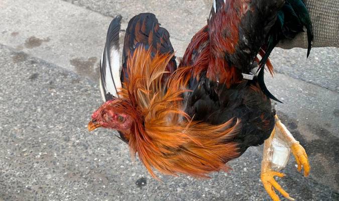 Un gallo muerto en plena calle, la enésima prueba de peleas ilegales en San Juan