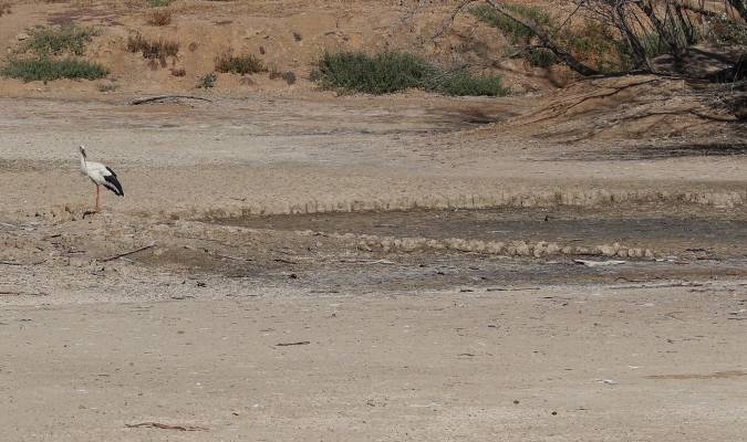 Peligra la Cañada de los Pájaros en Sevilla por una sequía peor que la del año pasado