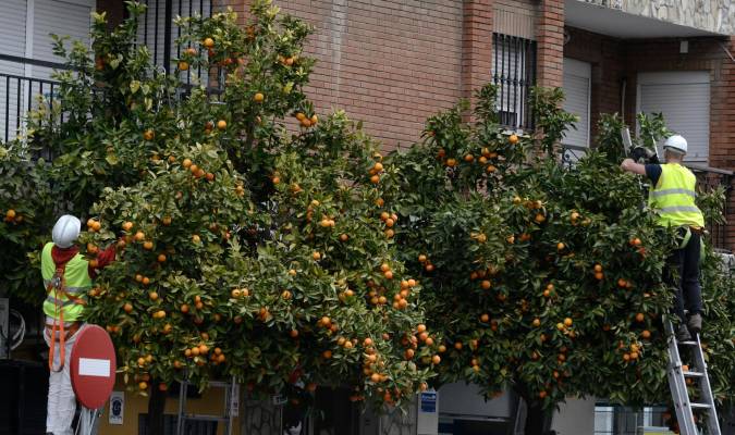 Recogida de naranjas amargas en sevilla. / Manuel Gómez
