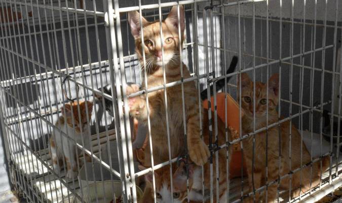 Zoosanitario de Sevilla (I): El campo de concentración para gatos