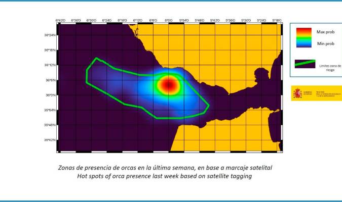 Una orca con un marcaje satelital ayudará a evitar ataques en Cádiz