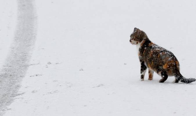Un gato sobre la carretera nevada en España .EFE/ Jesús Diges