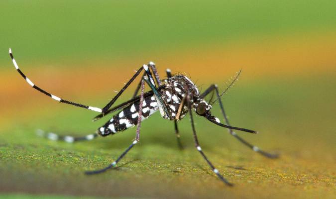 La guerra científica contra el mosquito tigre