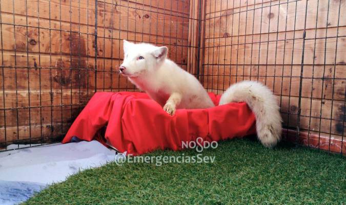 Localizado el propietario del zorro ártico recuperado por la Policía Local en Sevilla