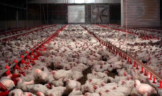 Declaran un brote de gripe aviar en Segovia