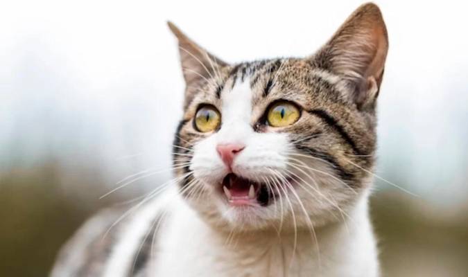 ¿Por qué razón se quedan los gatos con la boca abierta?