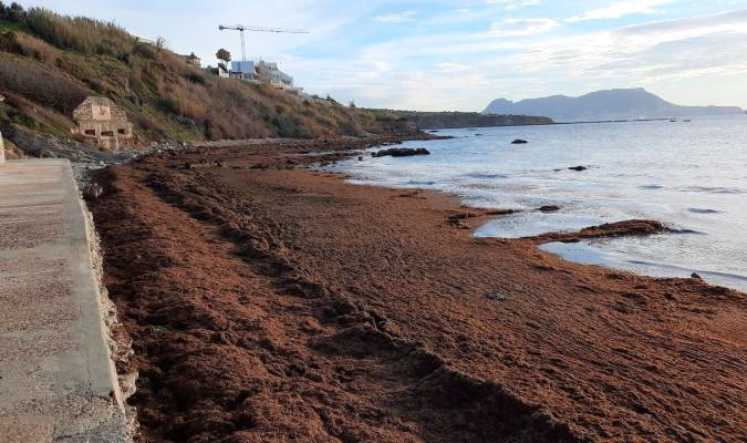 SOS por el alga invasora en el litoral andaluz