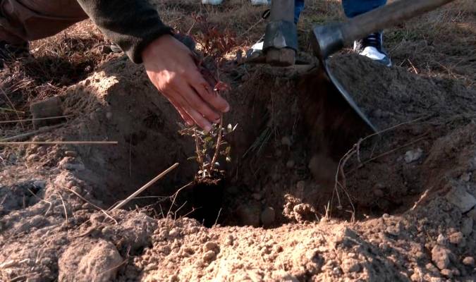 Plantación de los primeros árboles en Doñana / EP