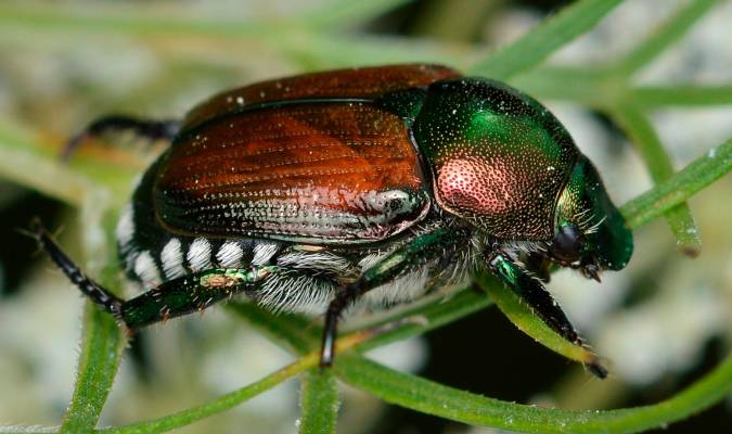 Un escarabajo japonés amenaza con invadir los ecosistemas españoles