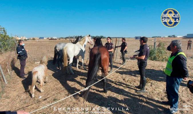 Multa a cuatro dueños de equinos que deambulaban libres por Torreblanca