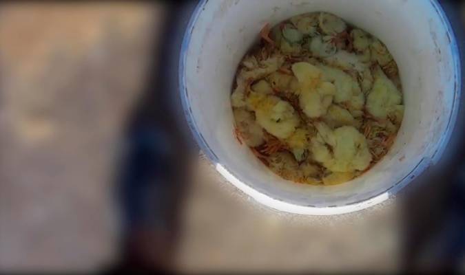 Equalia denuncia maltrato animal en dos granjas de pollos proveedoras de Lidl, que condena e investiga los hechos. La ONG publica imágenes de pollos golpeados o en descomposición y con larvas expuestos al aire.