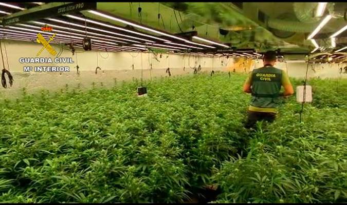Hallan 10.000 plantas de marihuana en un pueblo de 700 habitantes