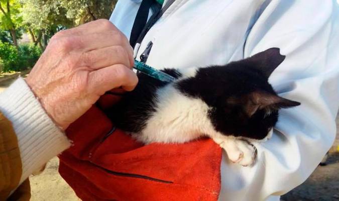 Detectan el primer caso de gato infectado por coronavirus en España