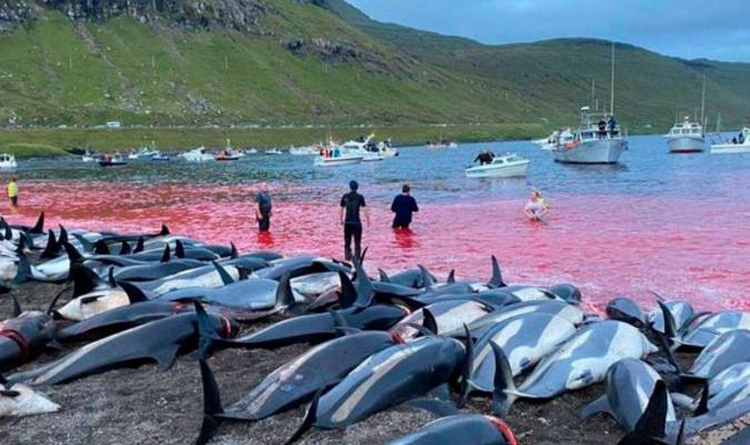 Los delfines que fueron asesinados en el marco de la jornada de caza tradicional danesa (Foto: TW Sea Sheperd).