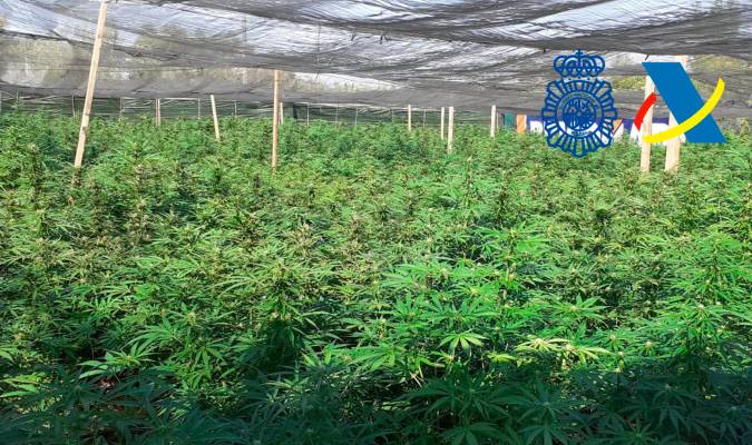 Ocho detenidos por cultivo y distribución de marihuana en Carmona