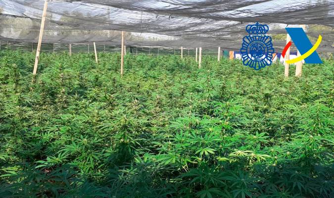 Incautadas más de 5.600 plantas de marihuana en Dos Hermanas y detenidas tres personas