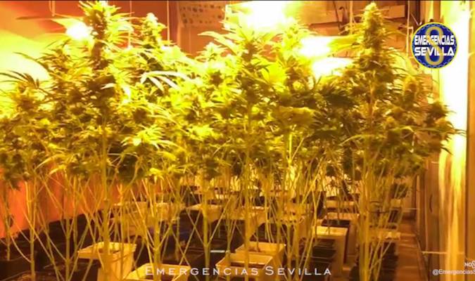 Intervenidas casi 50 plantas de marihuana en una vivienda de Amate