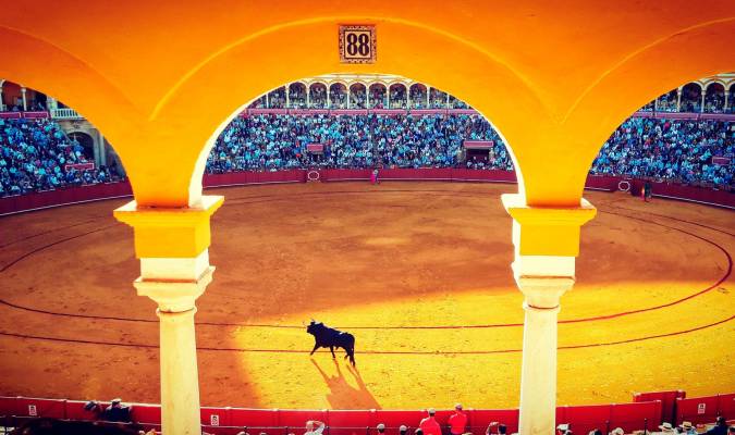 El toro volverá a salir dentro de cuatro meses en la plaza de la Maestranza. Foto: Rubén Melero