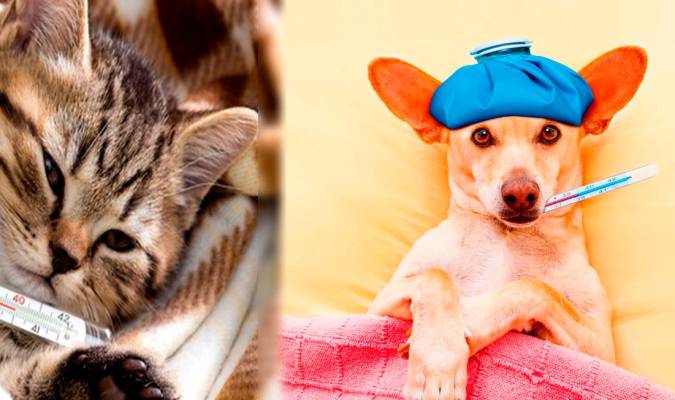 Resfriados en gatos y perros: como reconocerlo
