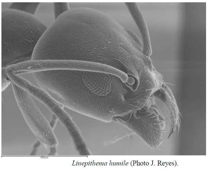 La importancia de la hormiga