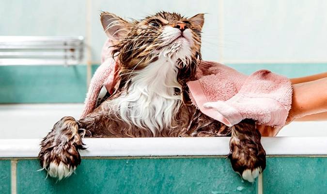 ¿Es buena idea dar un baño a tu gato?