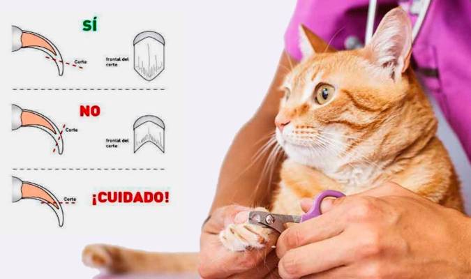 Consejos profesionales para cortarle las uñas a tu gato: una guía paso a paso