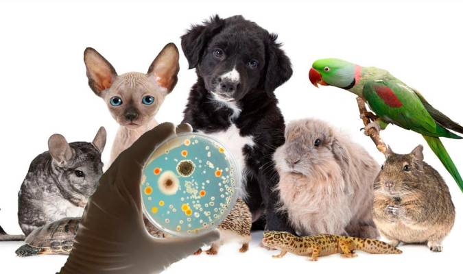 Vida sana, mascota sana: enfermedades que pueden transmitir las mascotas