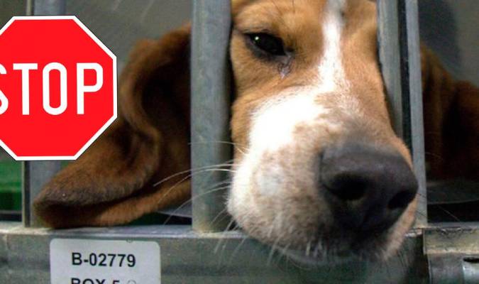 Maltrato animal: un experimento en Madrid quiera asesinar a 32 perros de raza ‘Beagle’