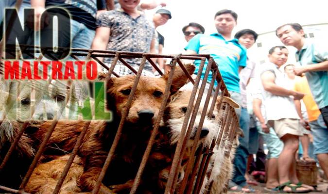 Crueldad contra los animales en China