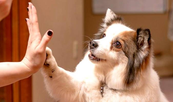 Cosas divertidas que puedes enseñar a hacer a tu perro