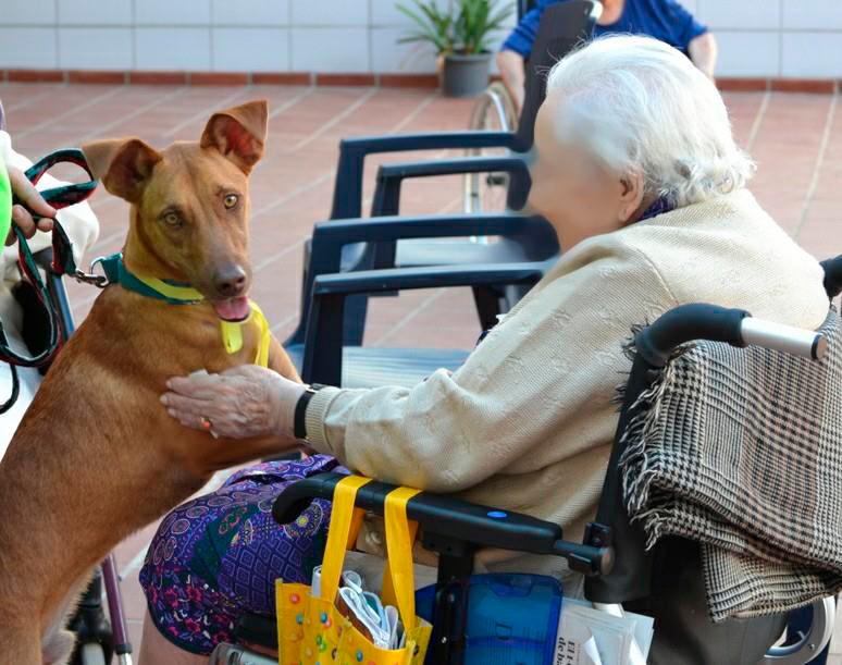 Terapias caninas para personas con diversidad funcional