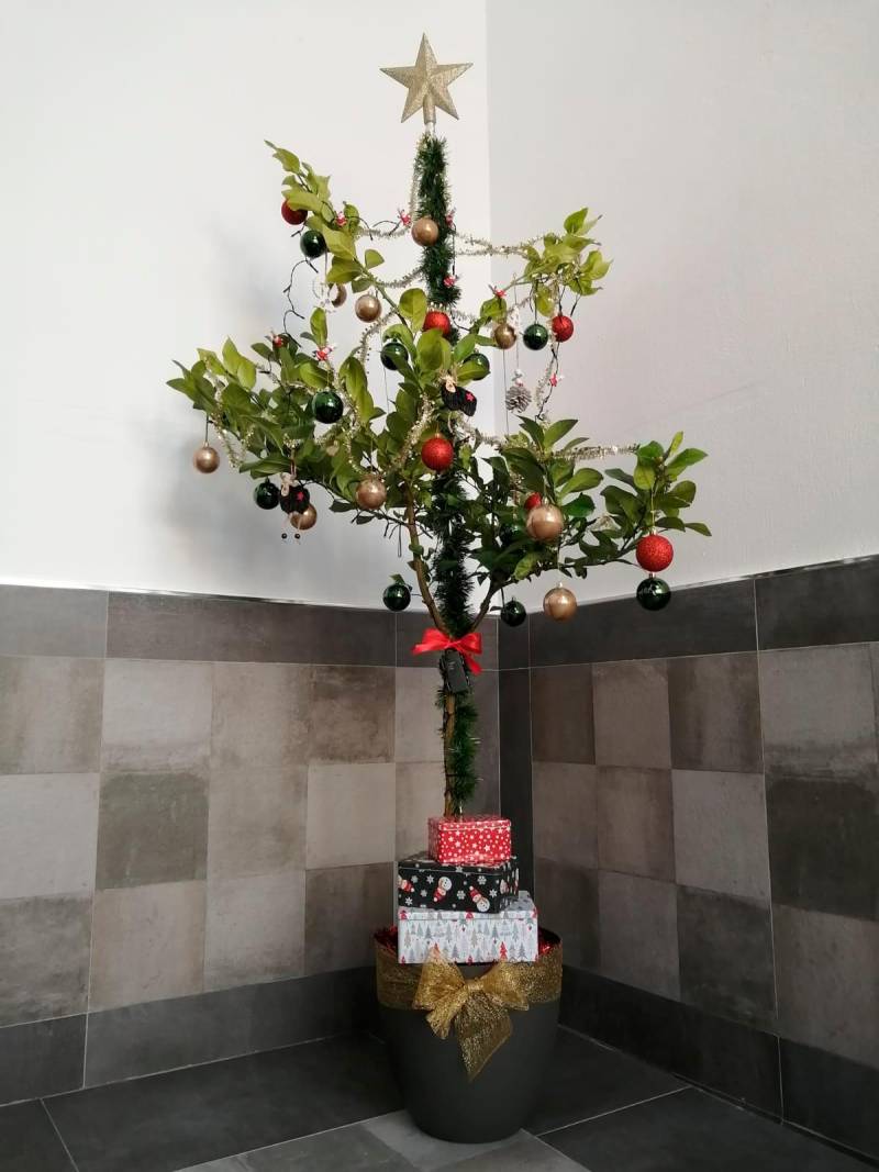 El cítrico es el árbol de esta Navidad de El Viso del Alcor