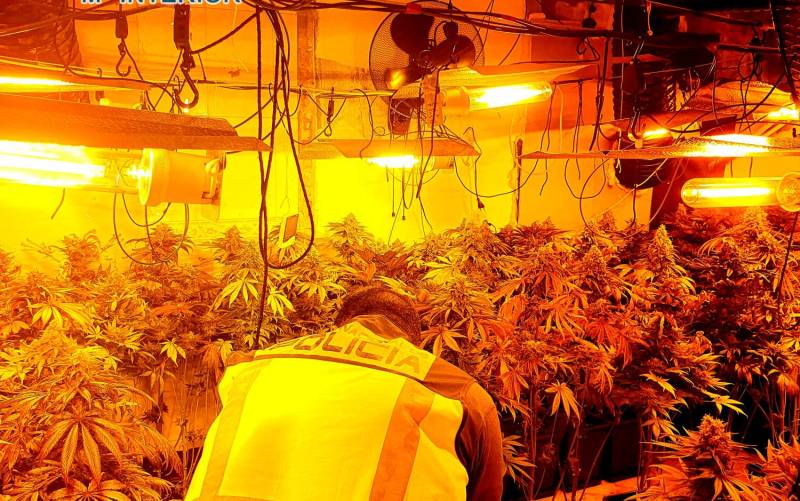 Intervienen 300 plantas de marihuana en una vivienda de Dos Hermanas