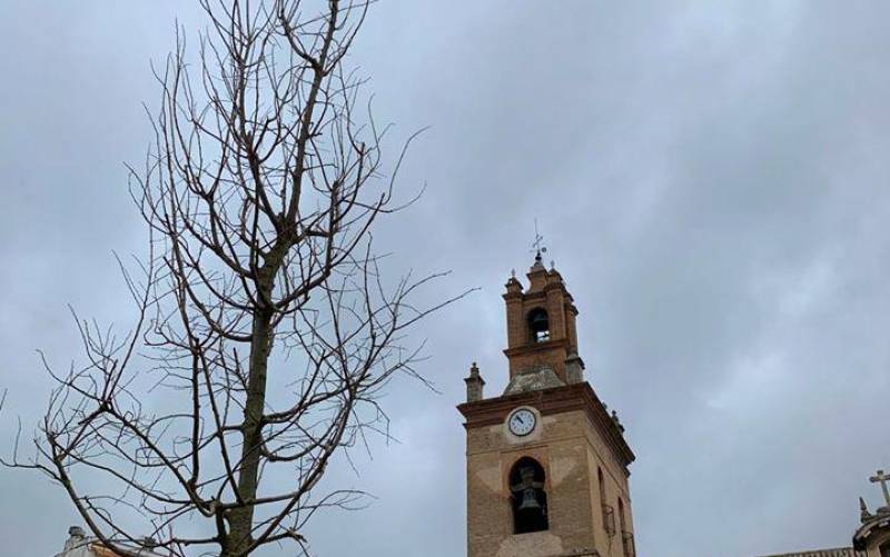 Arranca la plantación de los nuevos árboles en la plaza de San Lorenzo