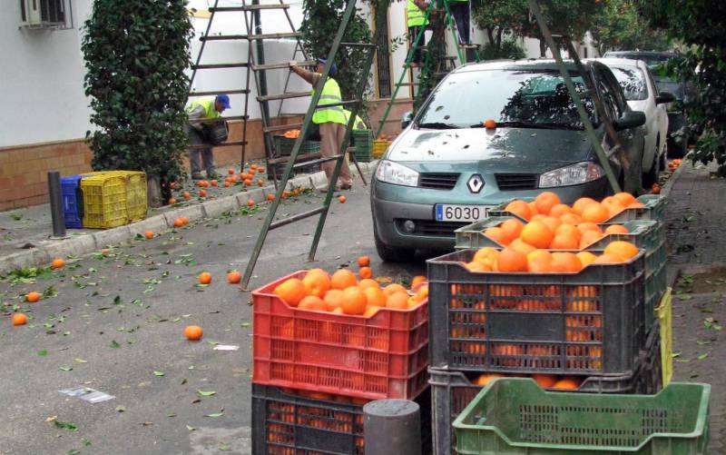 Culmina la recogida de la mayor cosecha de naranjas de los últimos años