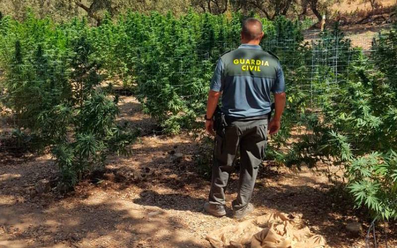 La Guardia Civil desmantela una plantación de marihuana. / Guardia Civil