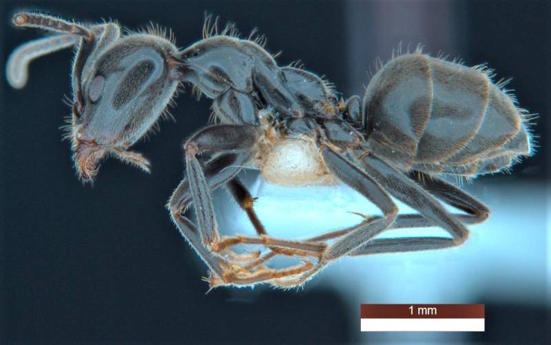 Una hormiga «niñera», entre las 139 nuevas especies clasificadas en Australia