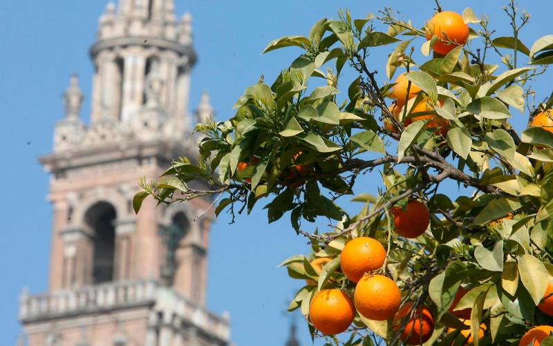Naranjas de Sevilla y empresarios