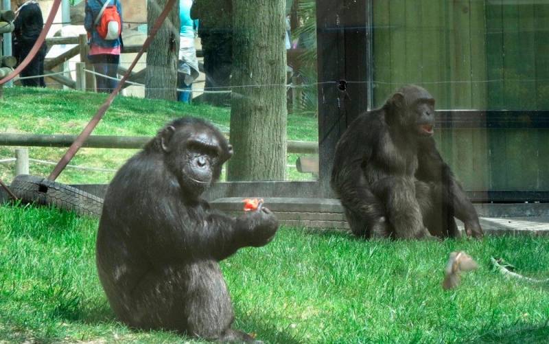 Un gorila de 200 kilos hiere en su jaula a una cuidadora del Zoo de Madrid