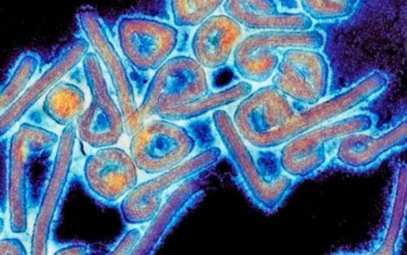 Aislan el virus pariente del Ébola encontrado en una cueva de Asturias