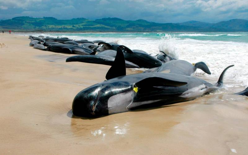 Al menos 14 cachalotes muertos tras quedar varados en la playa