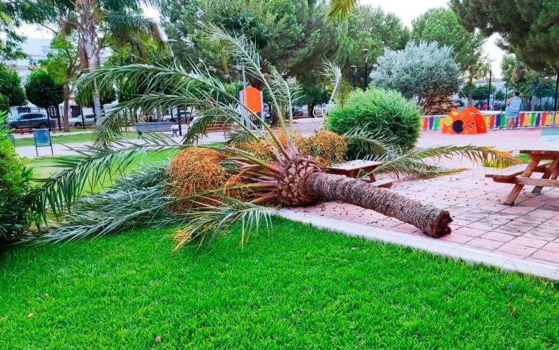 Cierran un parque en Marchena por la caída de una palmera 