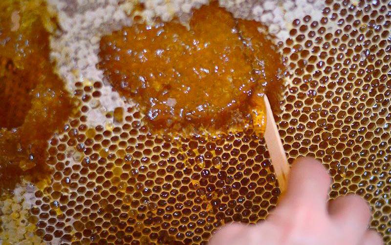 Duro golpe de la sequía a la cosecha de la miel