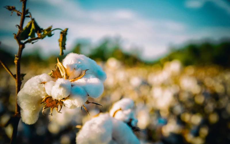 La campaña del algodón de Andalucía superará las 209.000 toneladas
