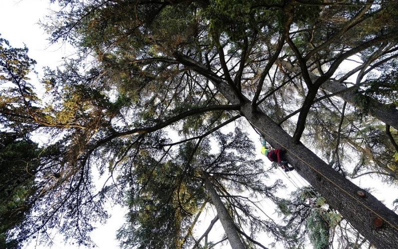 Un operario actúa sobre uno de estos árboles de gran porte. Foto: El Correo.